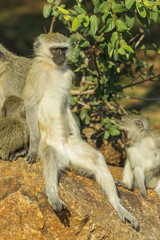 Relaxed vervet monkey sitting on a rock with spread legs