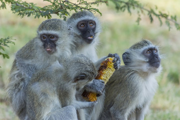 Vervet monkeys sitting on a rock and eating corn