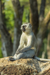 Obraz premium Large vervet monkey sitting on a rock in the sun