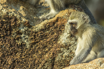 Baby vervet monkey sitting on a rock staring into the distance