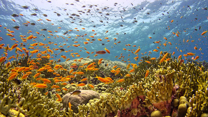 Fototapeta na wymiar .Tropical Fish on Vibrant Coral Reef