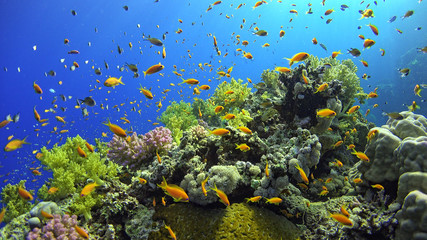 Panele Szklane  .Tropikalna ryba na żywej rafie koralowej