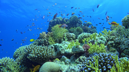 Fototapeta na wymiar .Tropical Fish on Vibrant Coral Reef