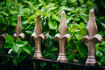 Metal fence and bushes, in Mount Vernon, Baltimore, Maryland.