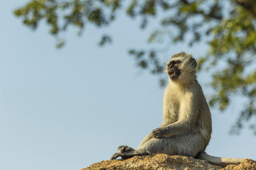 Baby vervet monkey sitting on a rock staring into the distance