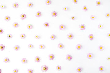 chamomile pattern on white background. flat lay, top view