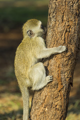 Baby vervet monkey climbing tree and sucking tree sap
