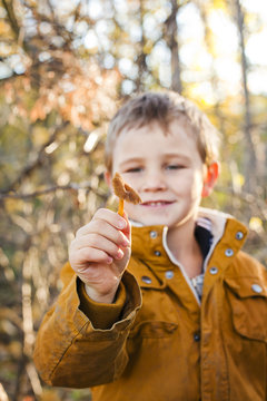 Sweden, Sodermanland, Strangnas, Boy (6-7) showing chanterelle (Cantharellus cibarius)