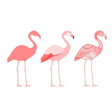 Three flamingos, isolated vector illustration
