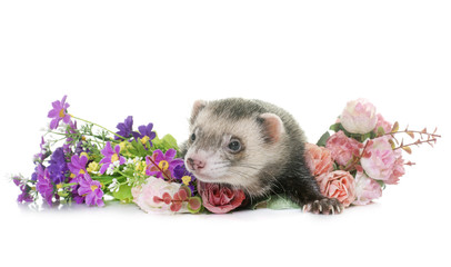 ferret in studio