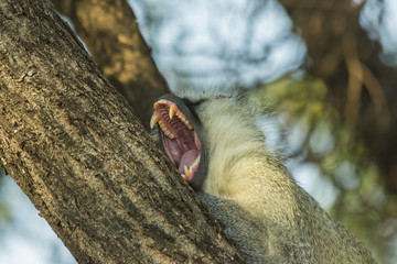 Big sleepy vervet monkey yawning in a tree in late afternoon sun