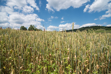 field of wheat on farm 
