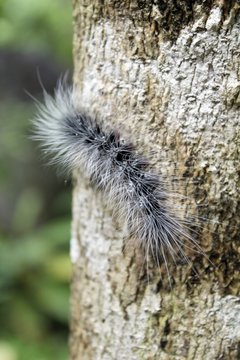 Cute caterpillar (worm) selective focus