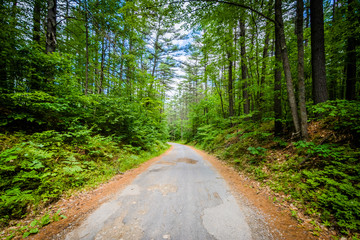 Narrow road in the forest at Bear Brook State Park, New Hampshir