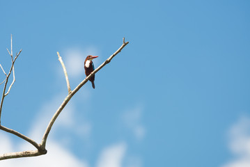 Blacked capped kingfisher in Thailand