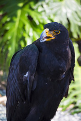 Close up portrait of black eagle