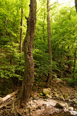 Forest at spring