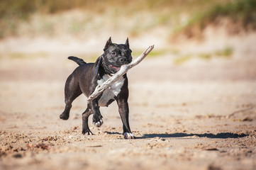 American staffordshire terrier dog playing with a stick