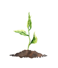 Spring sprout - green growing plant. Watercolor