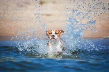 American staffordshire terrier dog jumping into the sea water with a lot of splashses