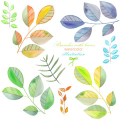 Set, collection of the watercolor branches with leaves, hand painted isolated on a white background