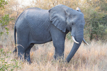 Obraz premium African elephant (Loxodonta africana), Kruger Park, South Africa