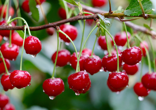 Cherries on the tree with water drops