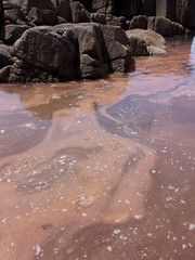 赤潮 プランクトン大量発生