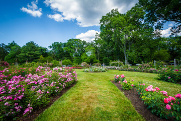 Fototapeta premium Rose gardens at Elizabeth Park, in Hartford, Connecticut.