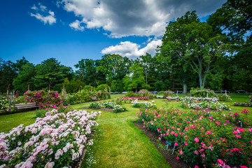 Rose gardens at Elizabeth Park, in Hartford, Connecticut.