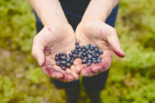 Finland, Keski-Suomi, Jyvaskyla, Handful of bilberries