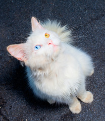 White cat with heterochromia - a different eye color. Animals and people with this genetic anomaly is sometimes called Alexandrians