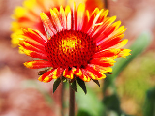 Gaillardia aristata