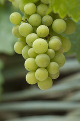 vineyard,