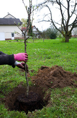 Baum pflanzen