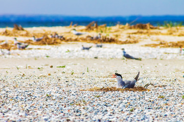 gull eggs hatch in nests on beach, wildlife nature background
