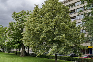View  of lime tree and Indian Bean Tree with bud and bloom in springtime, Sofia, Bulgaria 