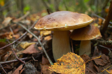 mushrooms in the forest