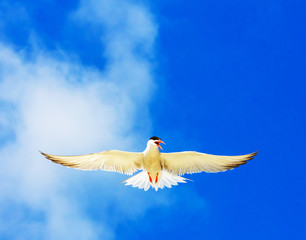 Gull Cormorant in the blue sunny sky background