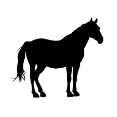 Silhouette of vector horse