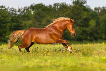 Red horse run gallop  in field