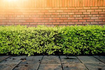Wall brick and green bush over the ground concrete in the park with the hard sunlight.