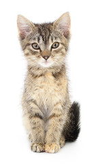 Kitten on white background.