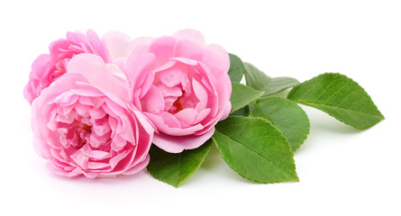 Obraz premium Three Pink Roses.