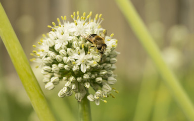 Bee on flower pommel