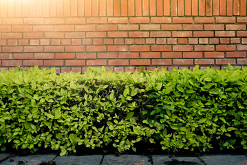 Wall brick and green bush over the ground concrete in the park with the hard sunlight.