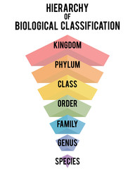 Vector illustration with major taxonomic ranks