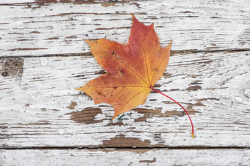 Naklejka na ściany i meble Autumn maple leaf on wooden. Top view.