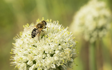 Bee on flower pommel