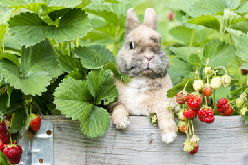 Kaninchen im Erdbeerbeet